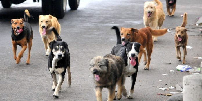 Mascotas, perros de la calle, adopción responsable, esterilización